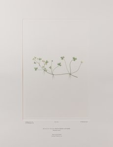 Ranunculus rivularis (Ranunculaceae) - Plaka 405, Banks#39; Florilegium, c.1771-84 (kağıt üzerine bakır levha gravür)