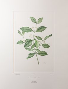 Reissantia indica (Celastraceae) - Plaka 363, Banks#39; Florilegium, c.1771-84 (kağıt üzerine bakır levha gravür) by Joseph Banks