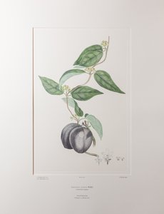 Sarcolobus globosus subsp. globosus (Asclepiadaceae) - Levha 372, Banks#39; Florilegium, c.1771-84 (kağıt üzerine bakır levha gravür)