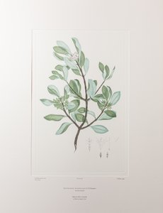 Schyphiphora Hydrophyllacea (Rubiaceae) - Levha 148, Banks#39; Florilegium, c.1771-84 (kağıt üzerine bakır levha gravürü) by Joseph Banks