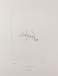 Stellaria parviflora (Caryophyllaceae) - Plaka 415, Banks#39; Florilegium, c.1771-84 (kağıt üzerine bakır levha gravür) by Joseph Banks