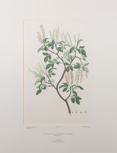 Weinmannia sylvicola (Cunoniaceae) - Plaka 436, Banks#39; Florilegium, c.1771-84 (kağıt üzerine bakır levha gravür)