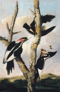 Fildişi gagalı Ağaçkakan, c.1830-31