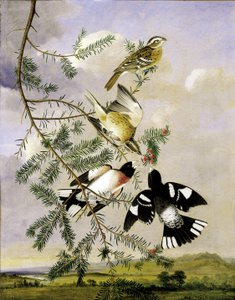 Gül Göğüslü Grosbeak, 19. yüzyılın ortaları.