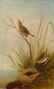 Keskin Kuyruklu Finch, 18311833.