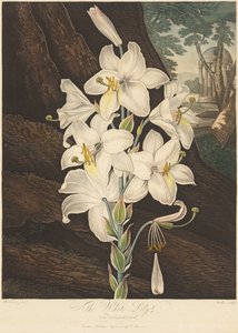 Flora Tapınağı veya Doğa Bahçesi: Alacalı Yapraklı Beyaz Zambak..., 1800. by Joseph Constantine Stadler