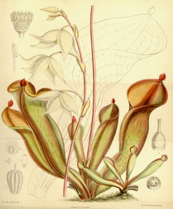 Heliamphora nutans. 1890 by Joseph Dalton Hooker