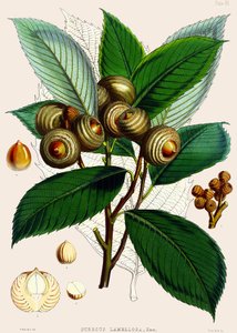 Quercus lamelloza, 1890 by Joseph Dalton Hooker