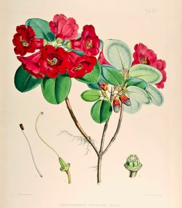 Ormangülü thomsonii, 1895 by Joseph Dalton Hooker