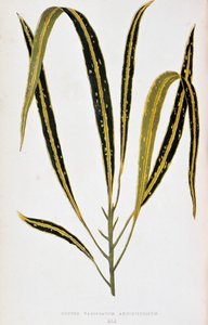 Kroton yaprağı variegatum angustifolium. Renkli yaprakları olan bitkilerde “” Botanik tahtası. Londra Horticultur üyeleri Edward Joseph Lowe ve W. Howard tarafından bahçeleri, seraları ve apartmanları süslemek için kullanılan en dikkat çekici türlerin kole by Joseph Edward and Howard W Lowe