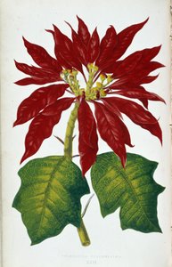 Poinsettia Pulcherrima