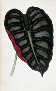 Alocasia metalika yaprağı. Renkli yaprakları olan bitkilerde botanik tahta. Londra Bahçe Bitkileri Derneği üyeleri Edward Joseph Lowe ve W. Howard tarafından bahçeleri, seraları ve apartmanları süslemek için kullanılan en dikkat çekici türlerin koleksiyonu
