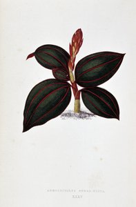 Anoectochilus Rubro Venia yaprağı.