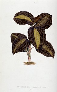 Anoectochilus Xantophyllus