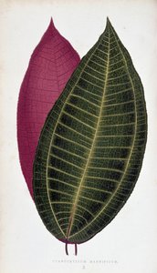 Cyanophyllum Magnificum