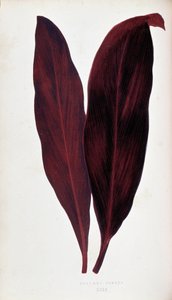 Dracaena ferrea