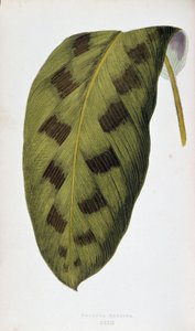 Maranta Pardina