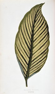 Maranta Vittata