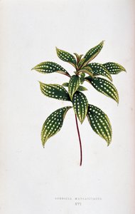 Sonerila margaritacea yaprağı. Renkli yaprakları olan bitkilerde “” Botanik tahtası. Londra Bahçe Bitkileri Derneği üyeleri Edward Joseph Lowe ve W. Howard tarafından bahçeleri, seraları ve apartmanları süslemek için kullanılan en dikkat çekici türlerin ko