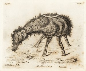 Tartar