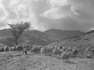 Arka planda tepeler ile koyun sürüsü by Joseph Hardman