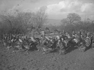 Tarlada ve çitlerin üzerinde oturan hindiler by Joseph Hardman