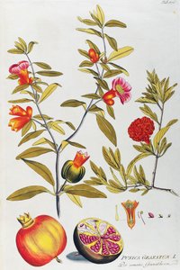 Nar (Punica granatum) tarafından Joseph Jacob von Plenck (1735-1807), şifalı bitkilerin ikonları, Viyana