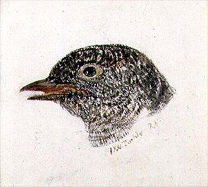 Guguk kuşu, The Farnley Book of Birds