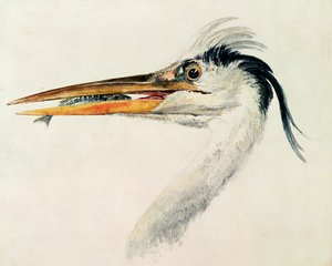 Balıklı balıkçıl by Joseph Mallord William Turner