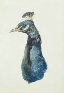 Peacock, The Farnley Book of Birds