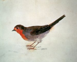 Robin, The Farnley Book of Birds