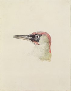 Ağaçkakan, The Farnley Book of Birds