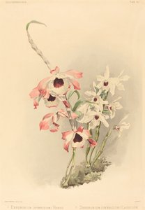 Dendrobium (Hybridium) Venüs ve Dendrobium (Hybridium) Cassiope by Joseph Mansell after Henry George Moon