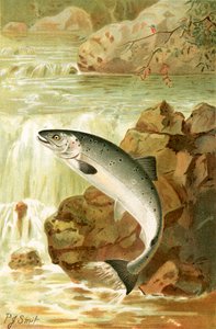 A Salmon leap by Joseph Smit