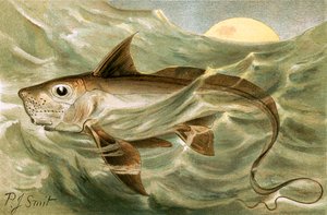 Kimera by Joseph Smit