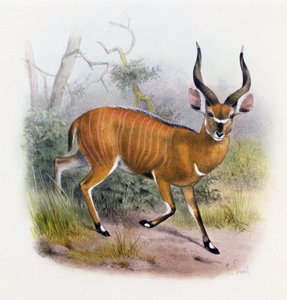 Antilopların Kitabı