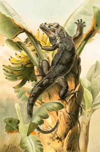 The black Iguana