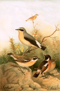 Wheatear, Stonechat ve Winchat