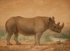 Afrika Gergedanı by Joseph Wolf