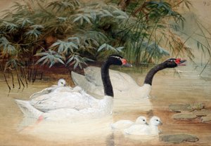 Kara boyunlu kuğu (Cygnus nigricollis), 1852-54 by Joseph Wolf