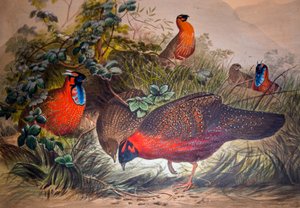 Boynuzlu Tragopan, 1861 by Joseph Wolf