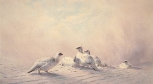 Ptarmigan, Kış, 1873 (wc) by Joseph Wolf