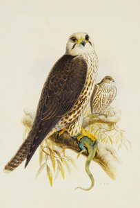 saker Şahin,
