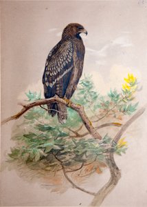 Benekli Kartal (Aquila clanga), 1856-67