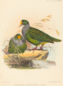 İki Kuş (Ptilonopus Auranthfrons) by Joseph Wolf