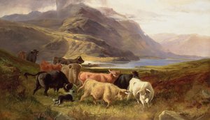 Bir Collie ile Yayla Sığır
