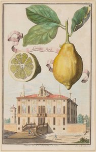 Limon Ama.