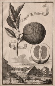 Nürnbergische Hesperides: Aranzo da Portekiz, 1714.