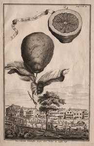 Nürnbergische Hesperides: La Luchetta Imoperiale, 1714.