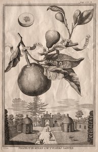 Nurnbergische Hesperides: Limon bergamot kişizin gientile